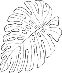 Illustrator of leaf outline hand drawn.