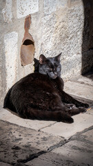 A black cat sunning itself