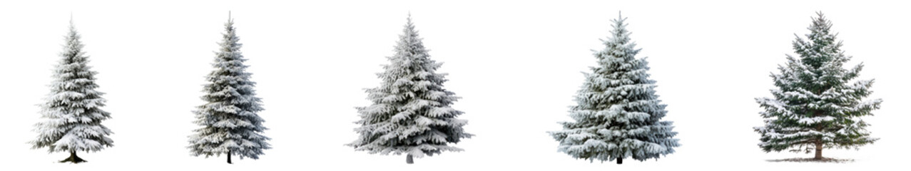 Fototapeta premium PNG Christmas tree set on transparent background
