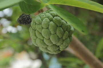 custard apple or  sugar apple