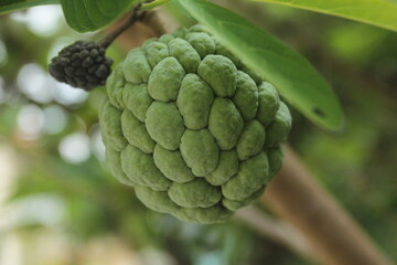 custard apple or  sugar apple