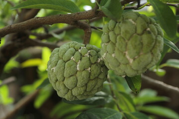 Fototapeta premium custard apple or sugar apple