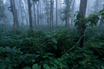 Verdant Depths of a Misty Forest