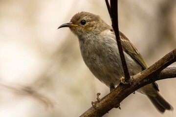A juvenile Scarlet Honeyeater perched on a branch