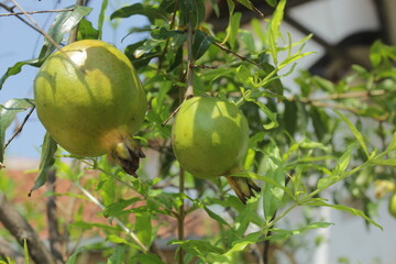 pomegranate tree