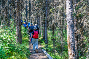 Selective focus on a tour group hiking on a woodchip path in the woods at Banff National Park