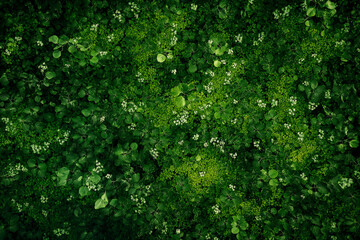 Obraz premium Aerial top view of green trees in forest. Green tree nature background for carbon neutrality and net zero emissions concept. 