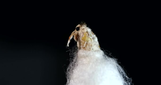 Mulberry silk moth - Bombyx emerging from its cocoon, close-up, detail