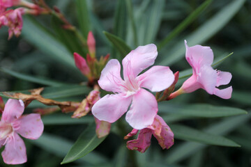pink orchid in garden