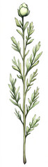 Detailed illustration of cotton plant showcasing natural beauty and agricultural significance. On white background