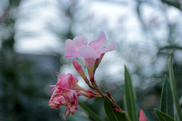 pink magnolia flower
