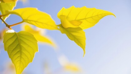 a close up of a leafy tree with yellow leaves
