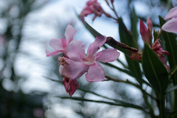 magnolia tree blossom