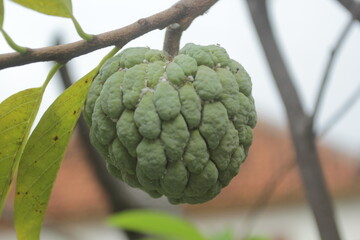 custard apple  or sugar apple.