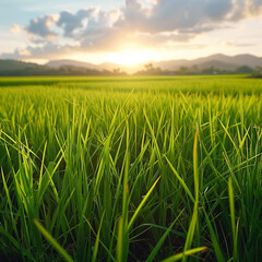 Obraz premium paddy field in the small village.