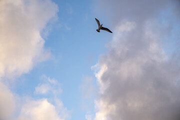 Real majestic sunrise sundown sky background with gentle colorful clouds with birds.