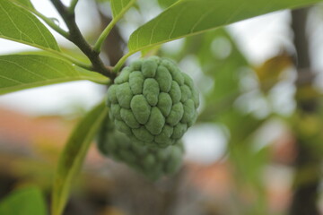 custard apple or sugar apple.