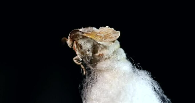 Mulberry silk moth - Bombyx emerging from its cocoon, close-up, detail