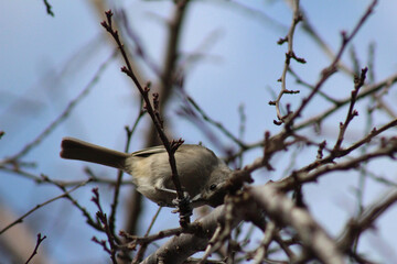 A bird in a branch