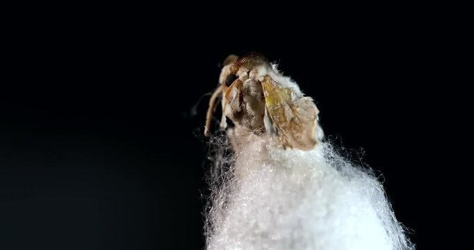 Mulberry silk moth - Bombyx emerging from its cocoon, close-up, detail