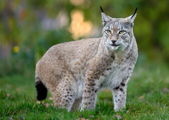 Eurasian lynx ( Lynx lynx ) close up