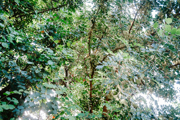green tree forrest in Greece