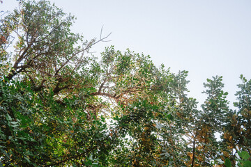 branches of a tree