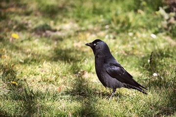 crow on the grass