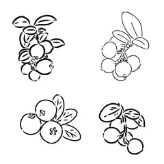 sketch ripe lingonberries, lingonberry berry, vector sketch