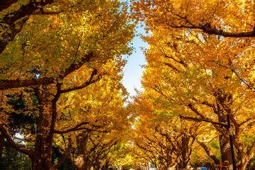 Jingu Gaien Ginkgo avenue in autumn, Tokyo, Japan