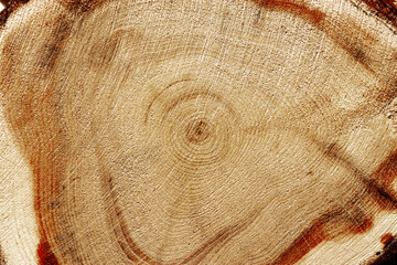 Wooden annual rings texture natural background, circle shape of wood timber as nature pattern....