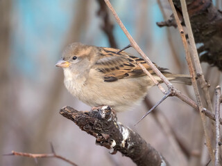 portrait of a sparrow sitting on a branch