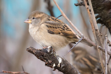 sparrow sitting on a branch