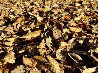 落ち葉が夕日に照らされて輝く
