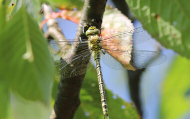 Blaugrüne Mosaikjungfer -  Southern Hawker