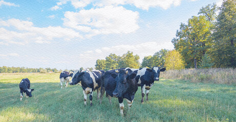 Herd of cows are walking in a field
