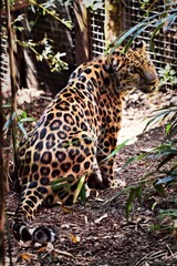 leopard in zoo