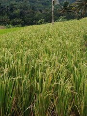 Rice produced by farmers is a staple food for the people of Java, Asia, Indonesia	