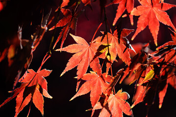 陽だまりの紅葉したイロハモミジ