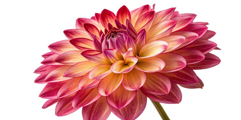 Fototapeta premium Dahlia Flower