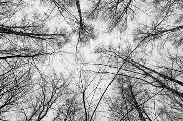 Black and white trees silhouettes on sky background. Trees crown isolated on white. View from below...