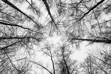Black and white trees silhouettes on sky background. Trees crown isolated on white. View from below...