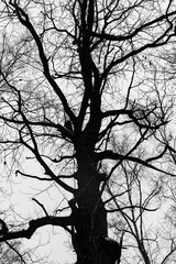 Black and white trees silhouettes on sky background. Trees crown isolated on white. View from below on tree branches in winter. Forest pattern texture. Halloween concept. 