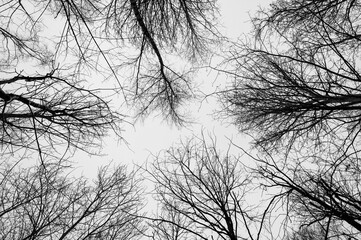 Black and white trees silhouettes on sky background. Trees crown isolated on white. View from below on tree branches in winter. Forest pattern texture. Halloween concept. 