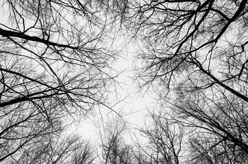 Black and white trees silhouettes on sky background. Trees crown isolated on white. View from below on tree branches in winter. Forest pattern texture. Halloween concept. 