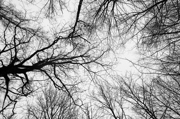 Black and white trees silhouettes on sky background. Trees crown isolated on white. View from below on tree branches in winter. Forest pattern texture. Halloween concept. 