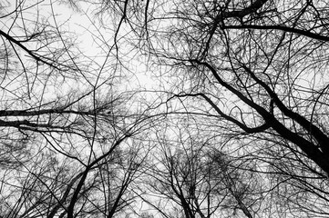 Black and white trees silhouettes on sky background. Trees crown isolated on white. View from below on tree branches in winter. Forest pattern texture. Halloween concept. 