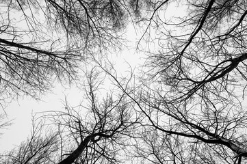 Black and white trees silhouettes on sky background. Trees crown isolated on white. View from below...