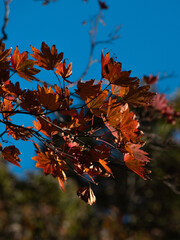 Autumn foliage in Japan