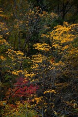 Japanese landscape in autumn